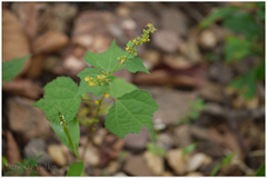 Triumfetta pentandra